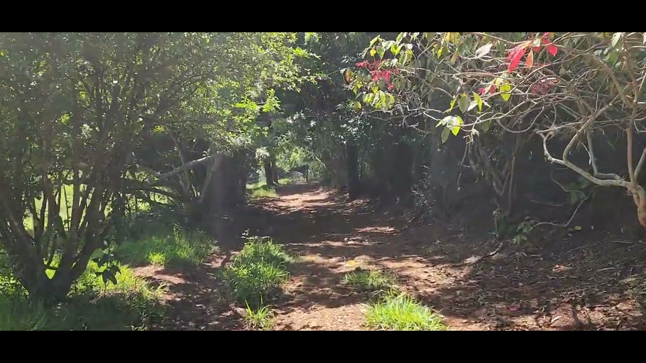 Está a venda R$1.200.000,00 6.5 alqueires Carlopolis PR