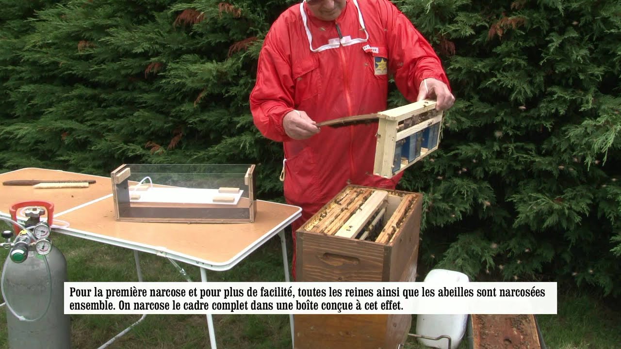 Test des boites_polonaises pour l'élevage des reines.