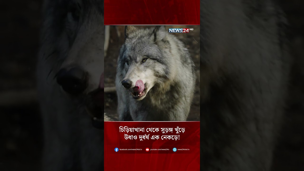 চিড়িয়াখানা থেকে সুড়ঙ্গ খুঁড়ে উধাও দুর্ধর্ষ এক নেকড়ে! | NEWS24