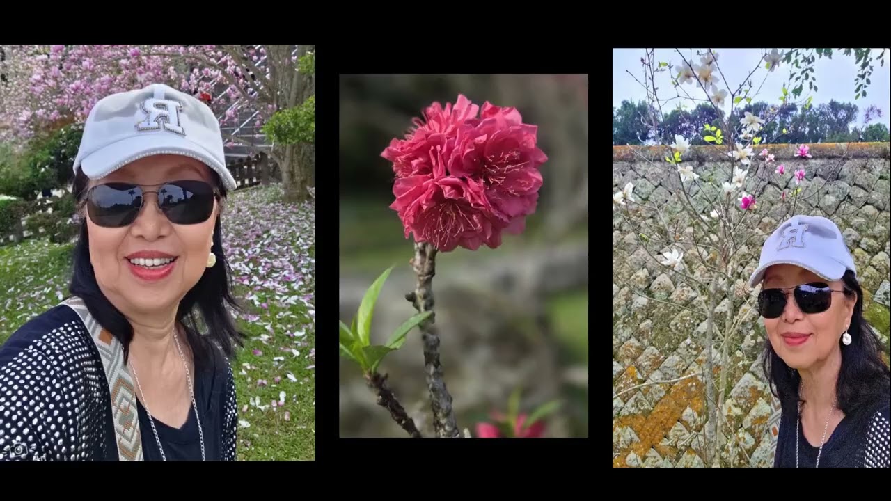 新北市 三峽 行修宮  觀木蘭花