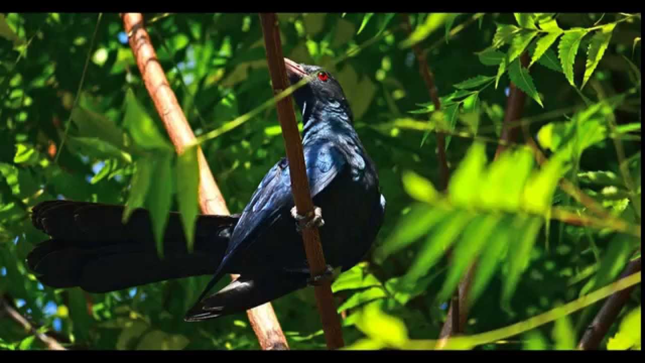 Birdsong Sounds 30 Minutes, Sri Lanka Dawn Chorus