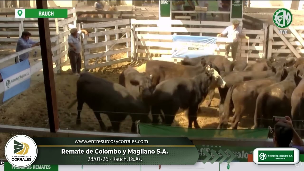 28-01-26 - Remate de Colombo y Magliano S.A.  en Rauch, Bs.As.