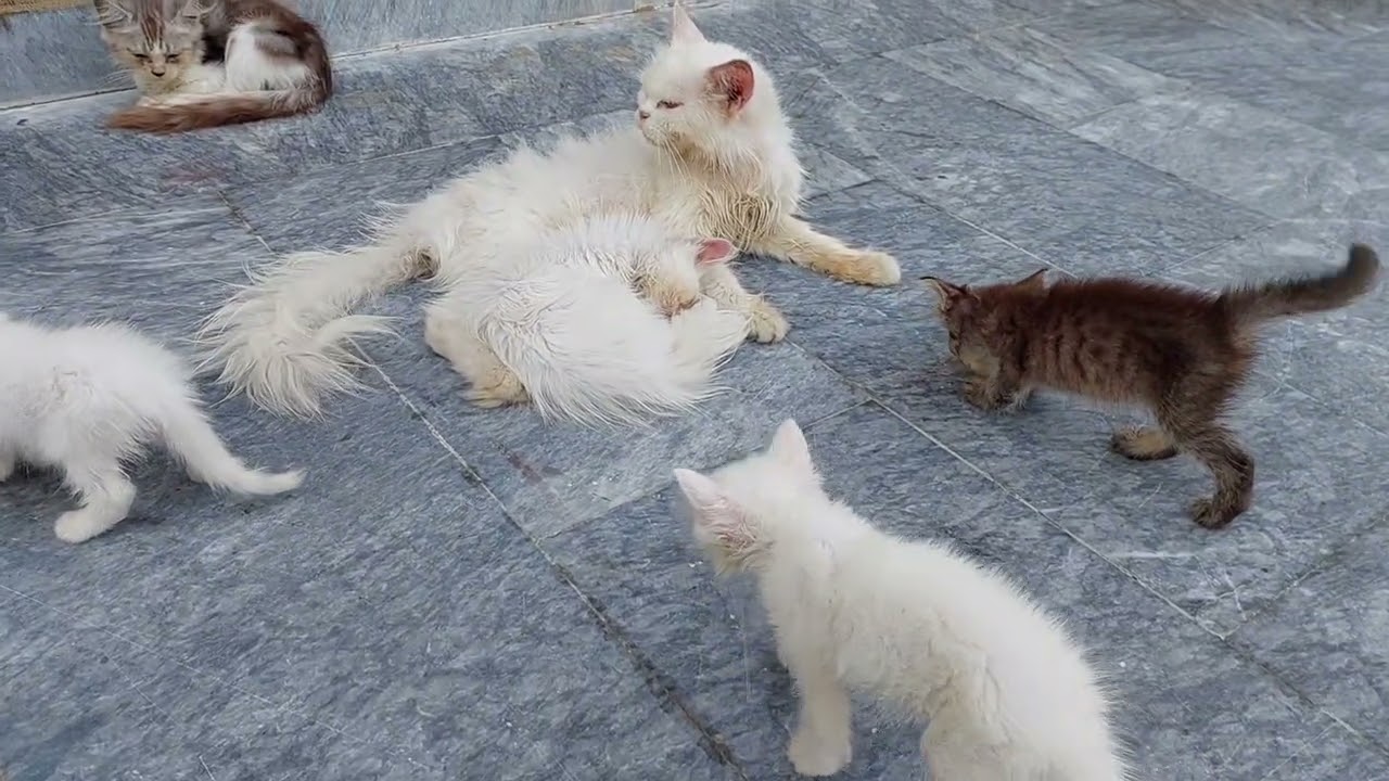 Tiny Kitten running after angry cat begging for milk