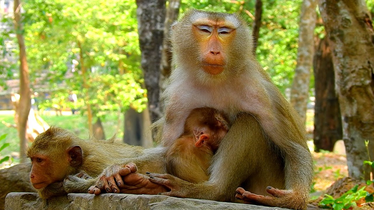 Very sad mom Libby so tired because nursing baby monkey Lily everyday