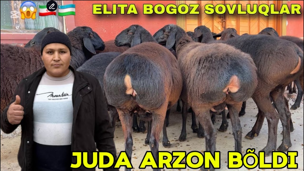DONIYORBEKGA NAQ BO’G’OZLAR KELDI ARASHAN YARICHKALARIDAN HAM BOR