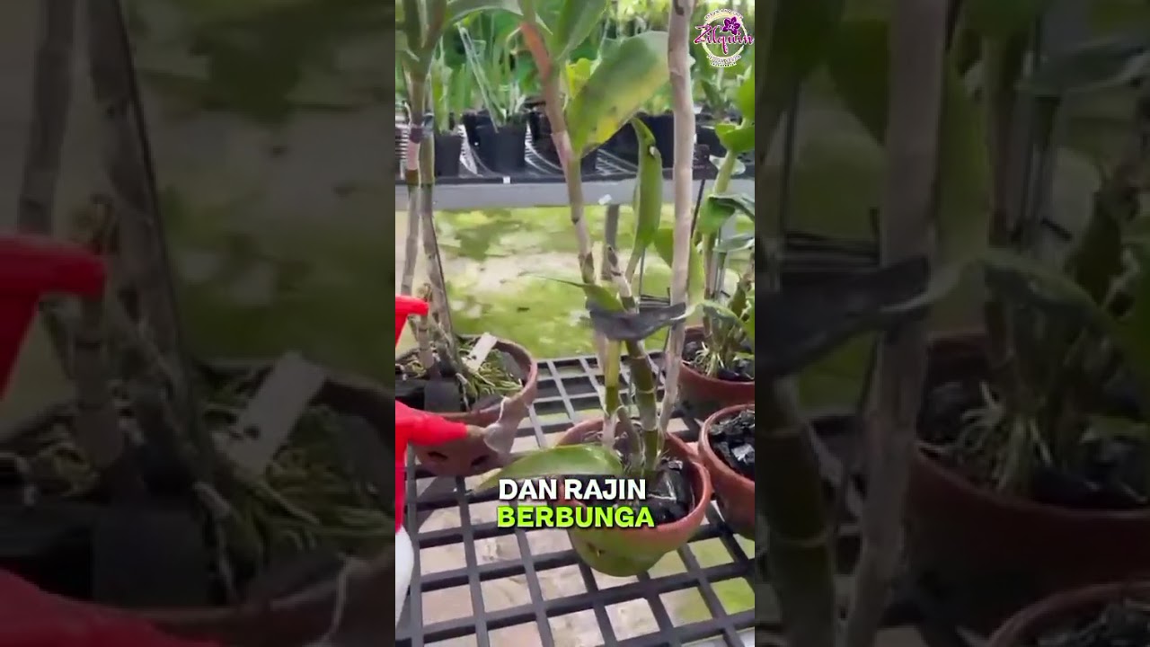 Yuk bun simak perbedaan cara merawat anggrek bulan dan dendrobium 🥰#fyp #perawatananggrek #orchid