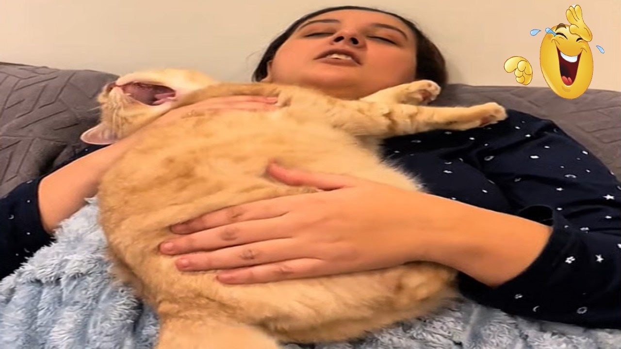 TAHAN TERTAWA! kucing suka denger Emak bernyanyi sambil di tepuk tepukin/kompilasi Kucing Lucu