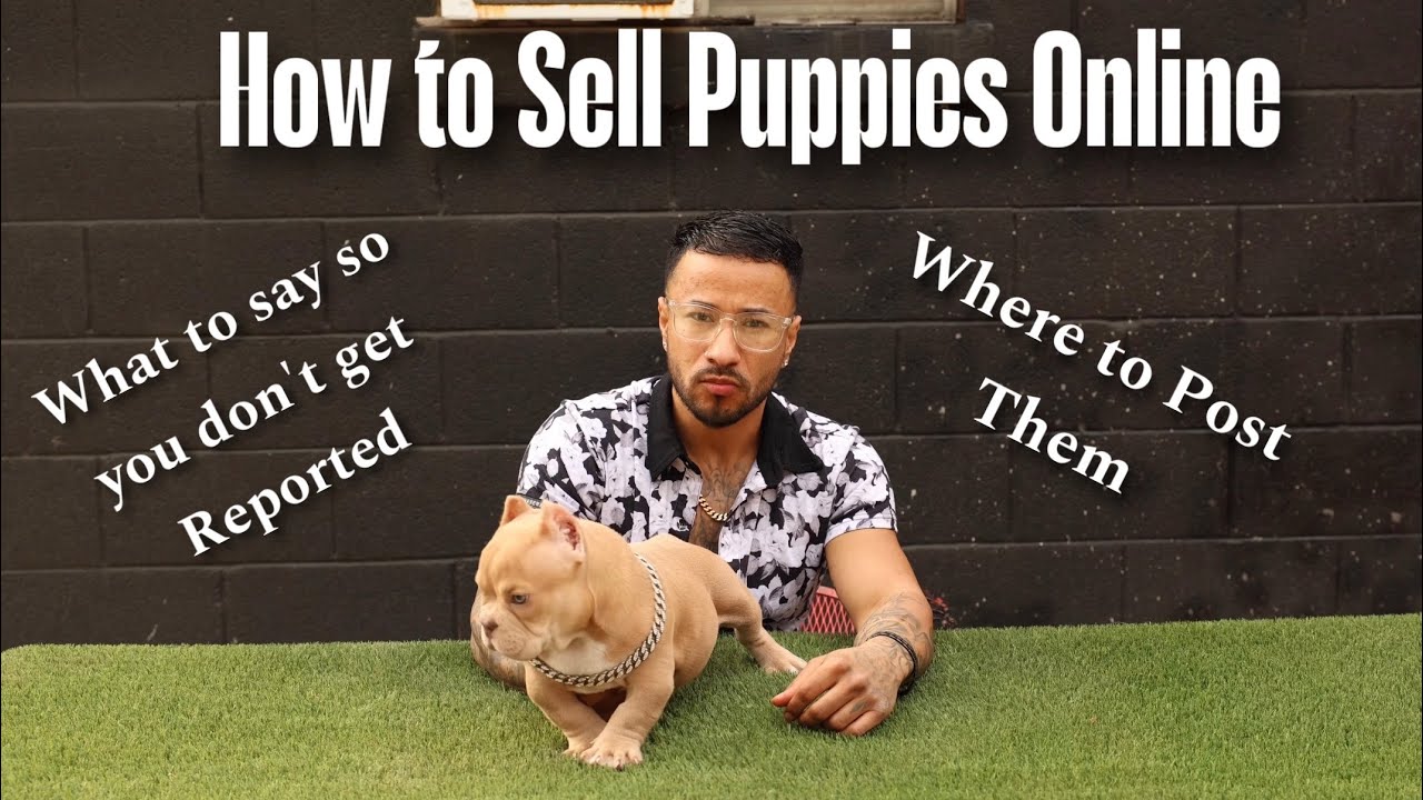 How to Sell Puppies Online