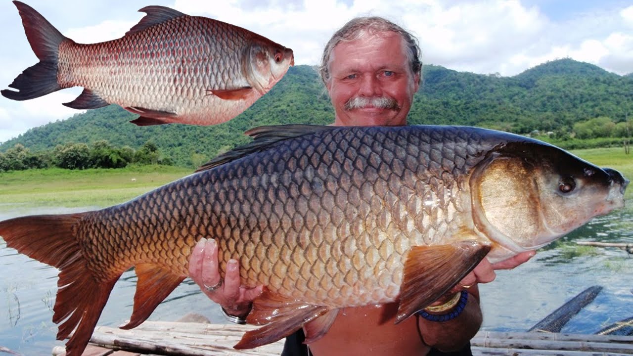 Smart Fish Cutting Skills in Fish Market 2022 || Fastest Biggest Rui Fish Slicing || MAS RuralBD ||
