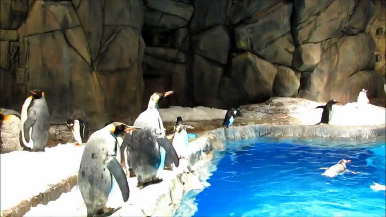 香港海洋公園「企鵝 ペンギン Penguins」Ocean Park Hong Kong @ 2012.09.07