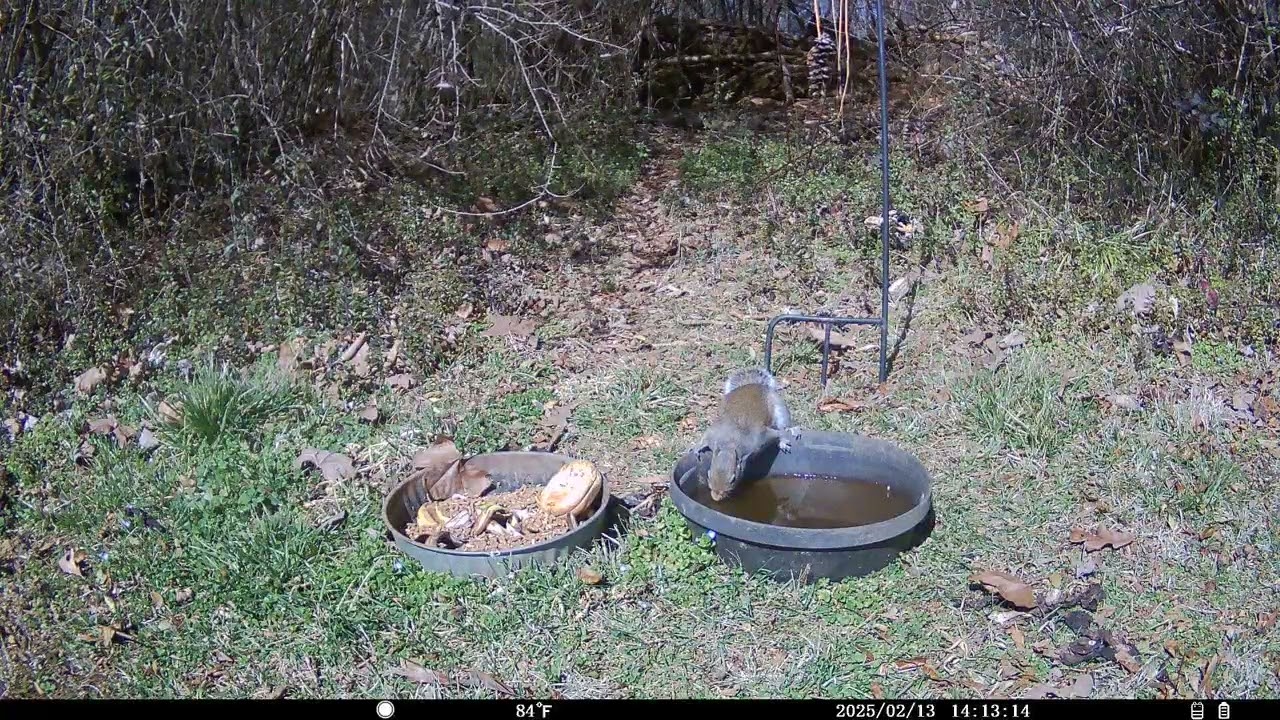 Trail Cam 2026 FEB 13
