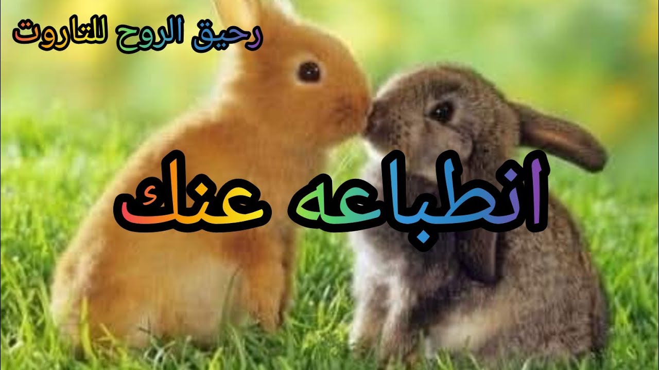 بدأت قناة 