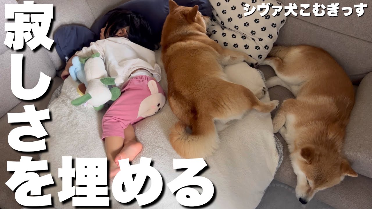 夫婦がバラバラ行動で…離れた２歳児と柴犬。会えば寂しさを埋める