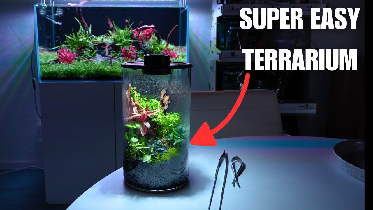 CAN YOU USE AQUARIUM PLANTS IN A TERRARIUM?