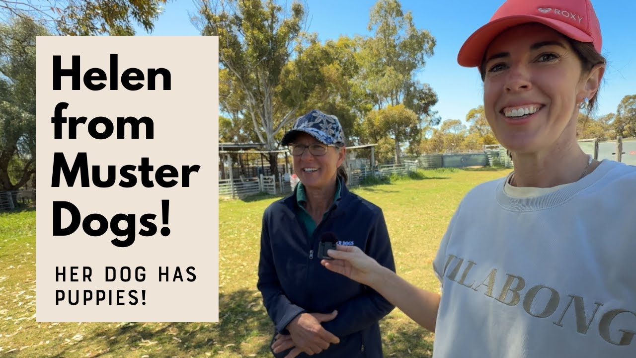 A Day on the Farm with Helen McDonald from Muster Dogs!