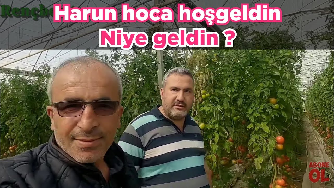 Harun hoca  Domates ve çilek serasına tekrar başladı.  bakalım  bu sefer işi çok zor