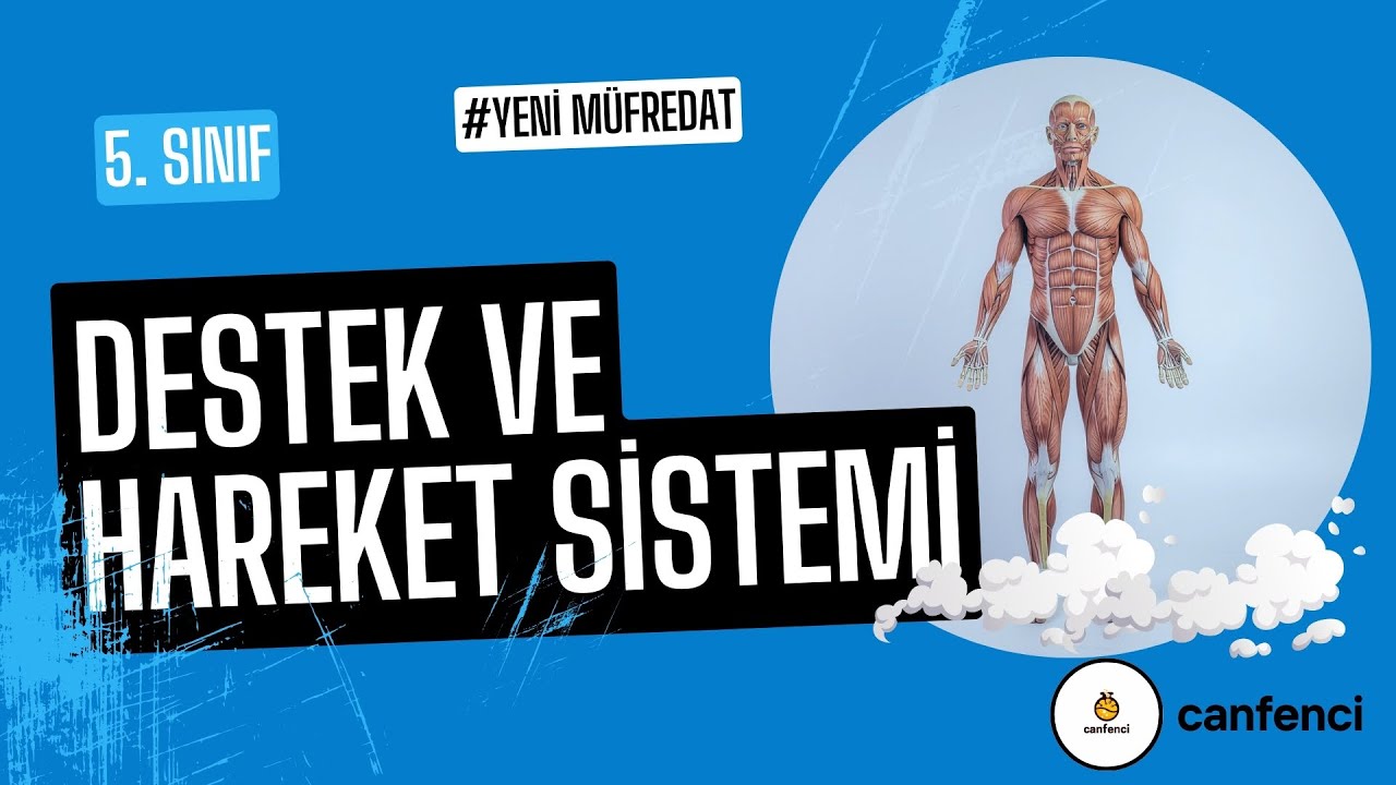 9. Vücudumuz Nasıl Dik Duruyor? 🦴 Destek ve Hareket Sistemi | 5. Sınıf Fen