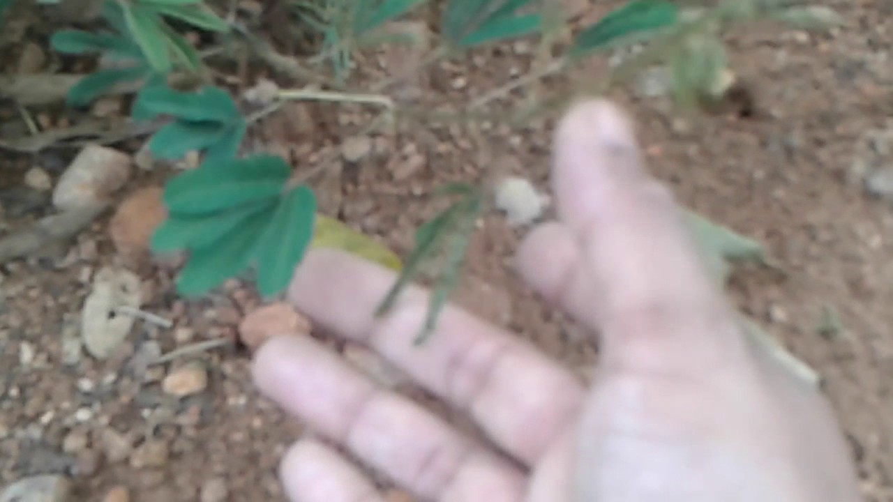 Thottavadi
