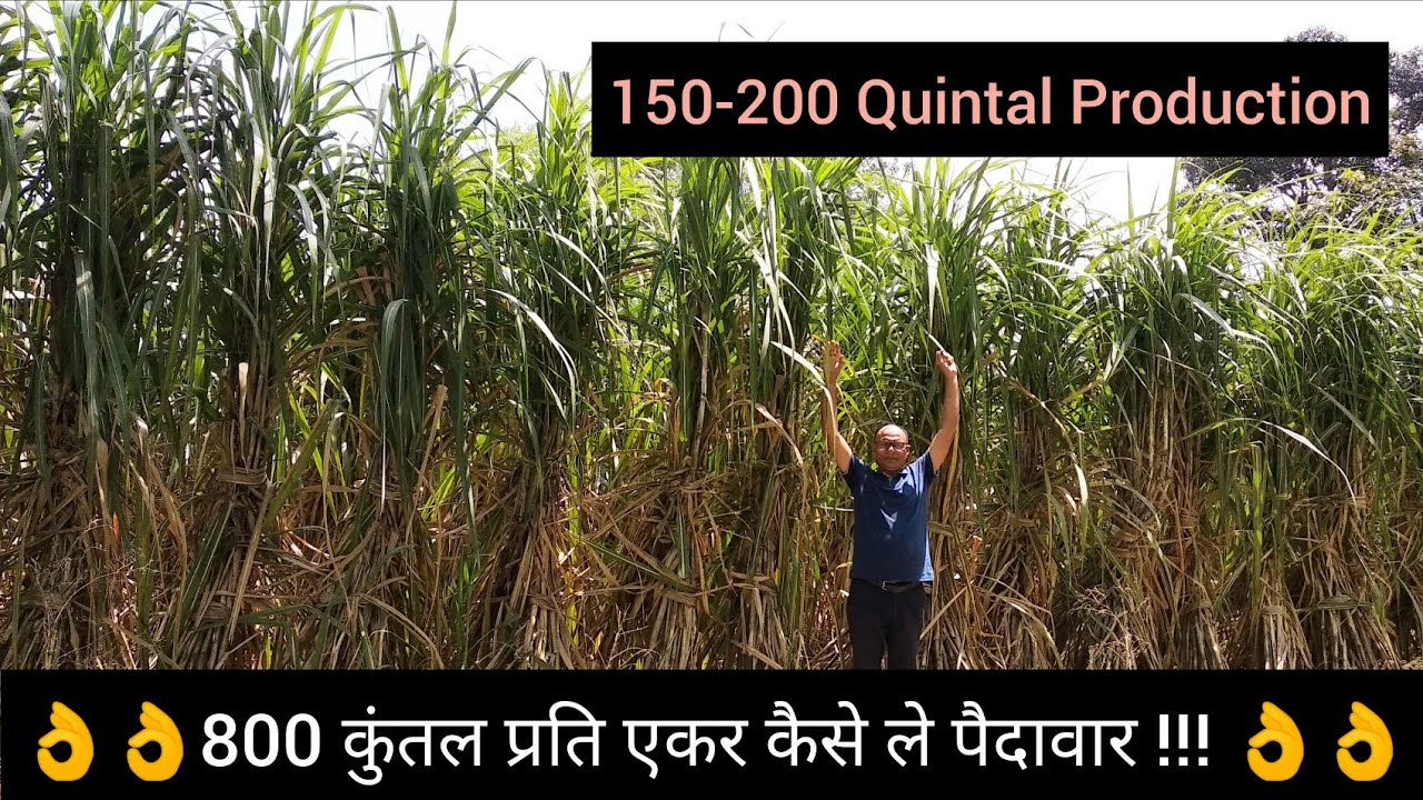 800 कुंतल प्रति एकर गन्ने का उत्पादन ऐसे ले || 2000 कुंतल हेक्टेयर की फसल || Sugarcane Cultivation
