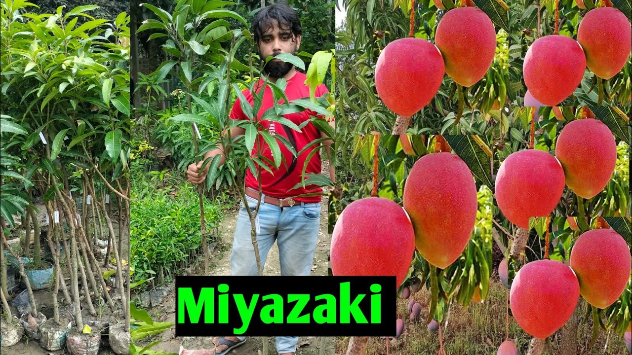 Japani Miyazaki Big Size Mango Plant,,दुनिया की सबसे महंगी मियाजाकी आम के पौधे,,एक साल में फल आएगा !