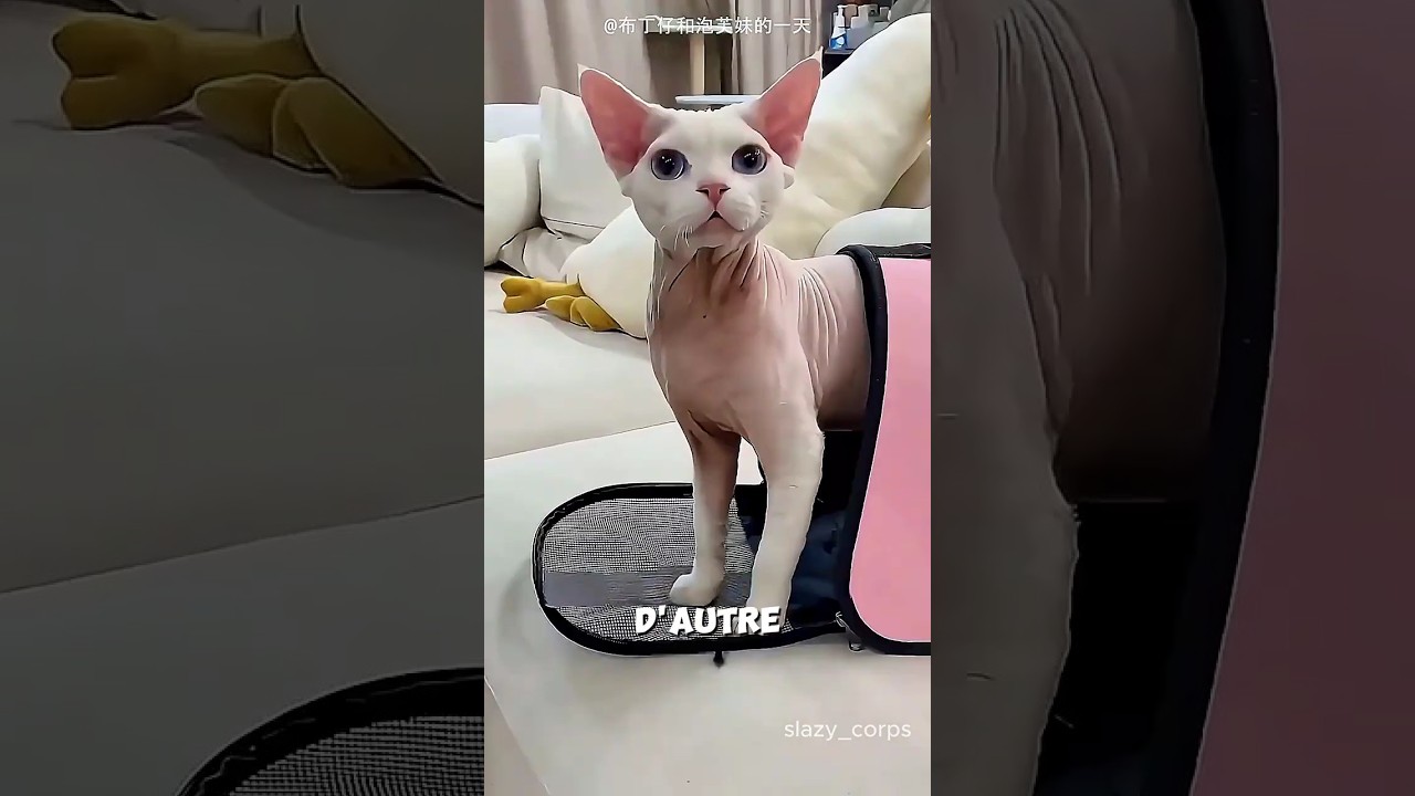 ELLE RAMÈNE LE MAUVAIS CHAT À LA MAISON… ET DOIT SE DÉGUISER POUR SE FAIRE PARDONNER !