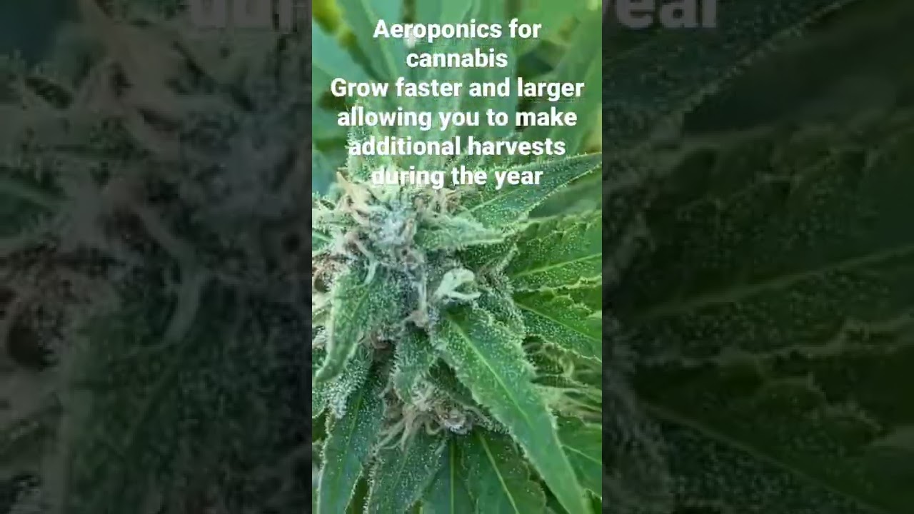 Benefits of aeroponic cannabis 2022 best way to grow cannabis vertically