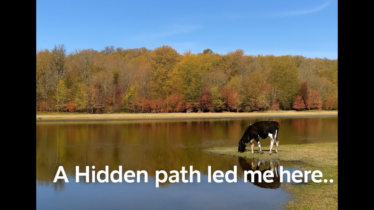 Nature’s Calm Mirror — Deep in the Woods”