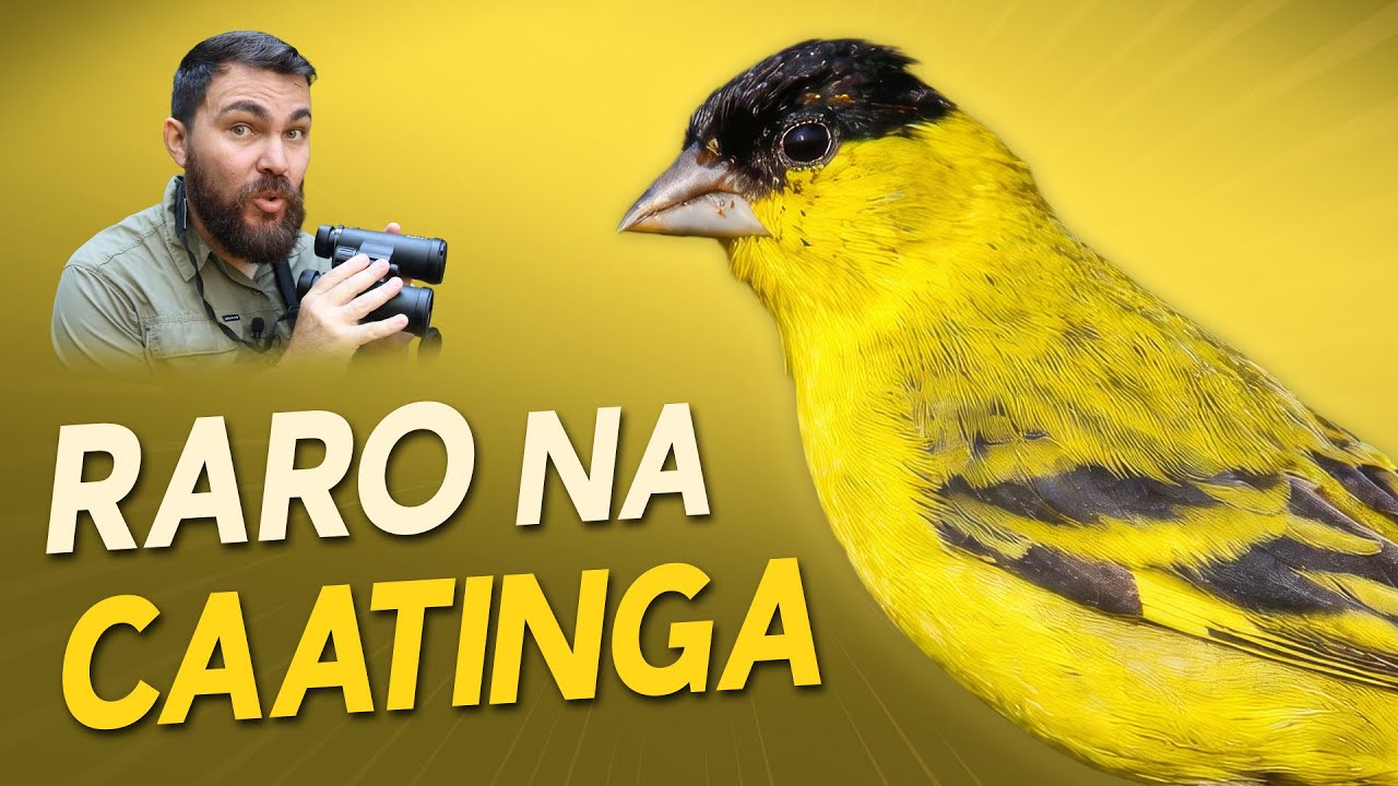 Pintassilgo-do-Nordeste está sumindo da Caatinga?
