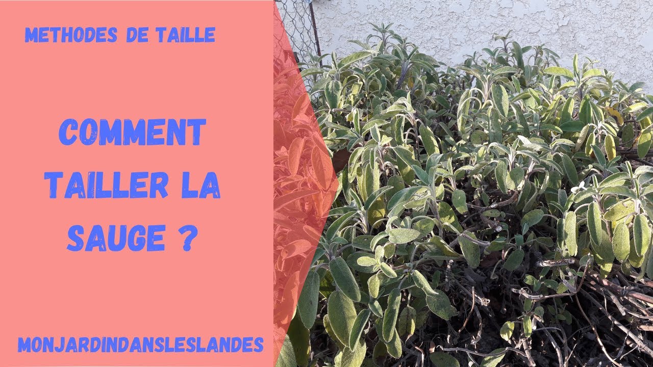 Comment tailler la sauge officinale ? - Monjardindansleslandes