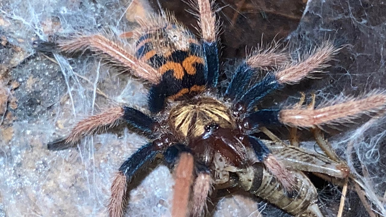 Feeding my tarantulas🕷️🕸️🍽️ #3