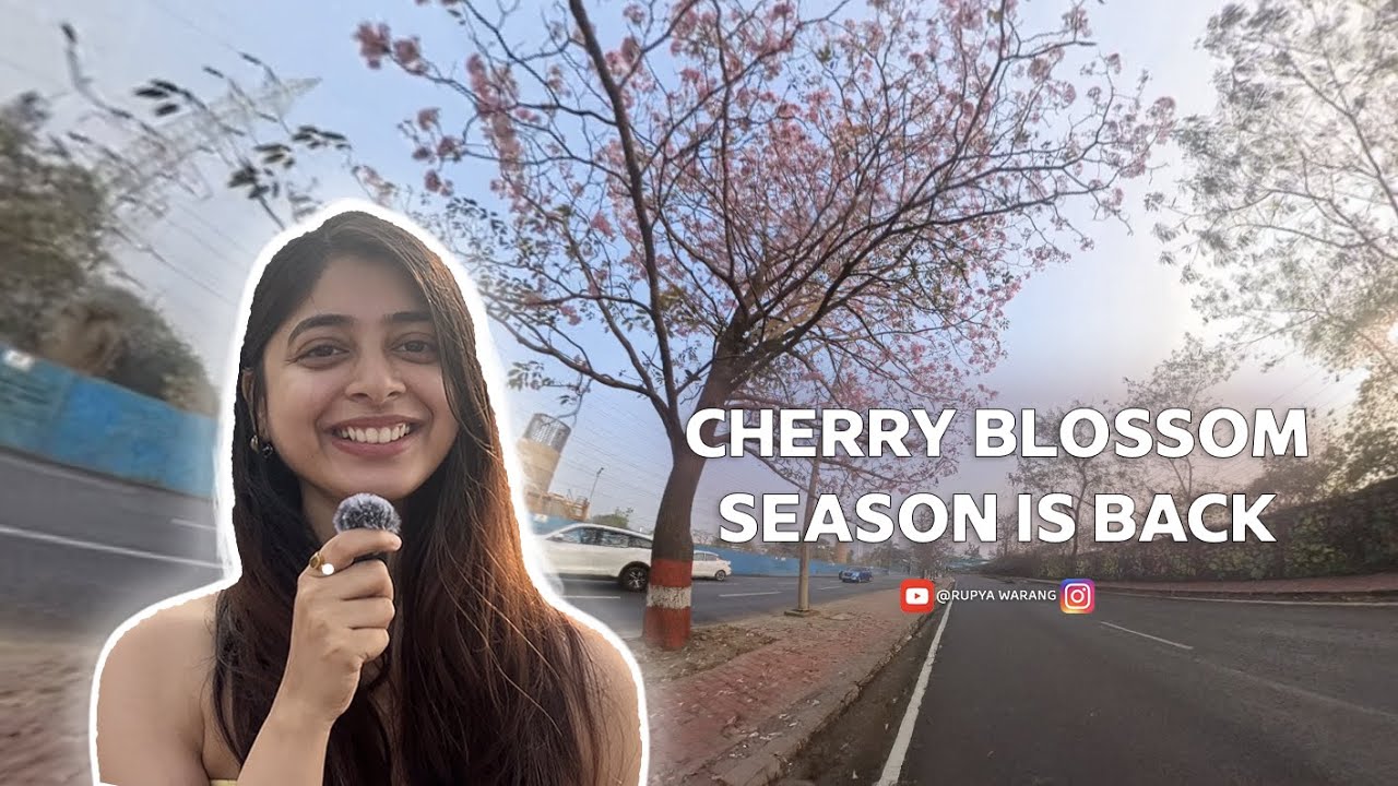 Cherry Blossom season is back🌸 Mumbai is glowing pink.|📍Eastern Express Highway #explore #travelvlog
