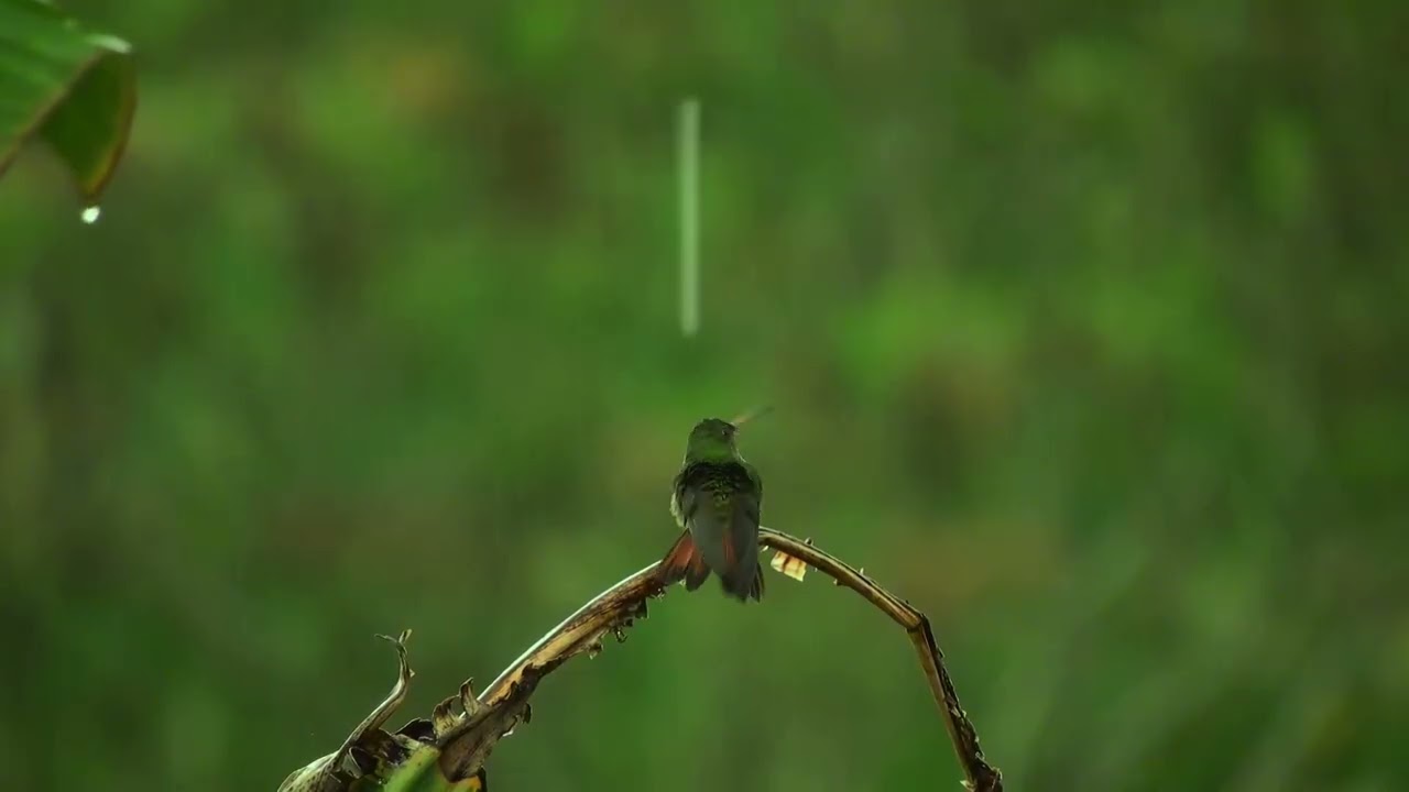 Rain and Bird Sounds | Calm Nature Ambience