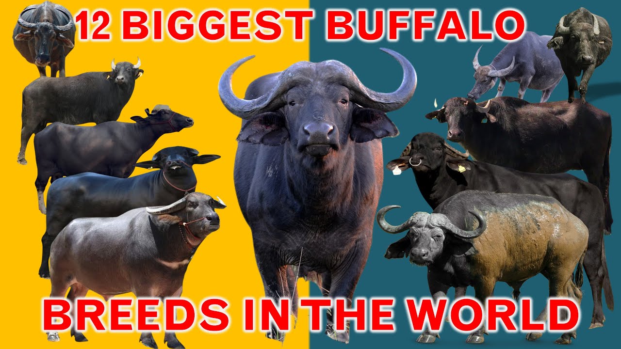 Top 12 Largest Buffalo Breeds in the World | Cape | Water Buffalo