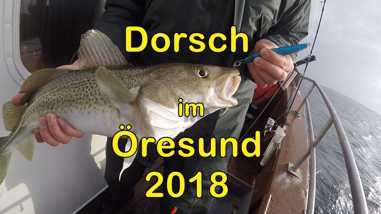 Dorsch im Öresund - 2018