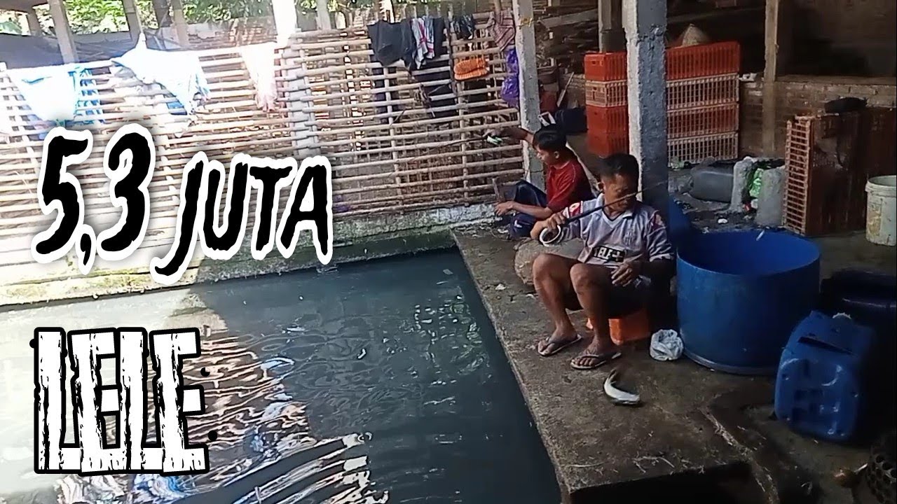 Busettt...mancing lele harga 5,3 juta‼️ini penampakan kolamnya..