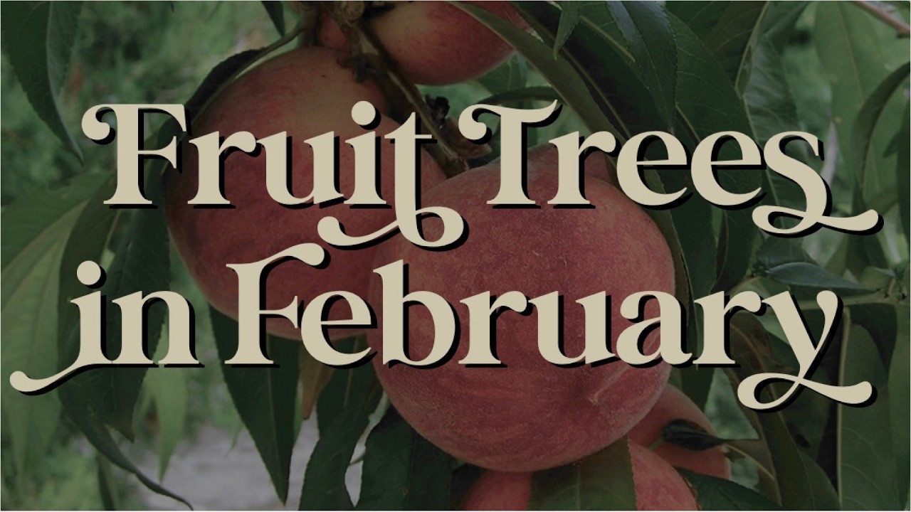 How to Help Fruit trees in February in Florida - How to Help Trees Recover from the FL Freeze