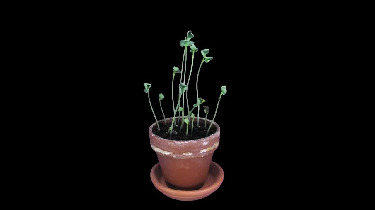 Rapeseed Germinating And Growing  Stock Video