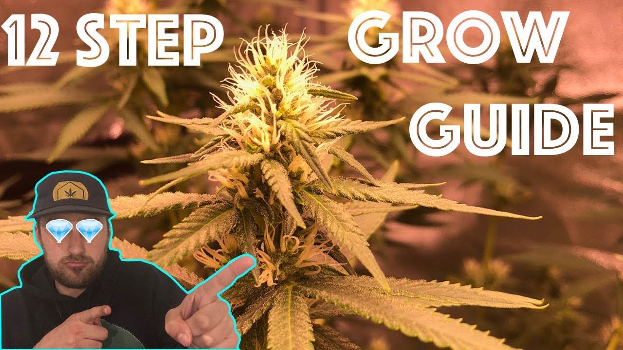 The 12 Step Weed Grow Guide:  Easily Grow Quality Cannabis from the comfort of your Home!