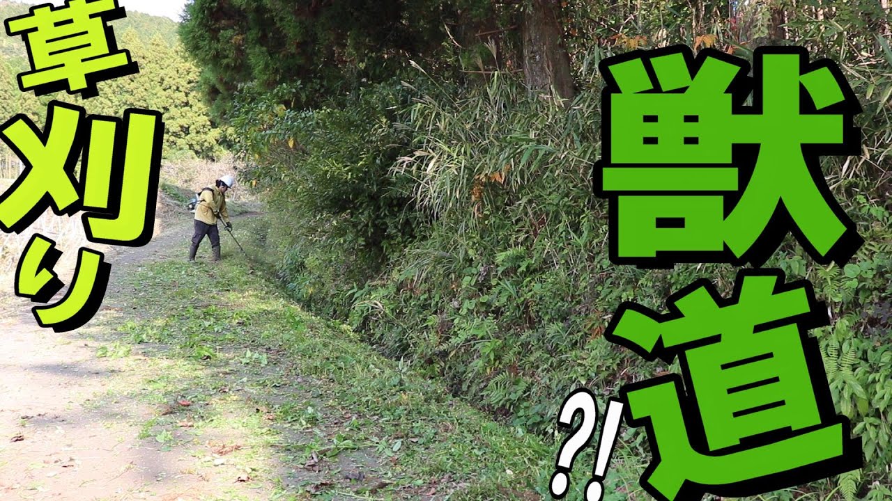 草刈りすると獣道が一杯｜通路や畑横がどんどん綺麗になる