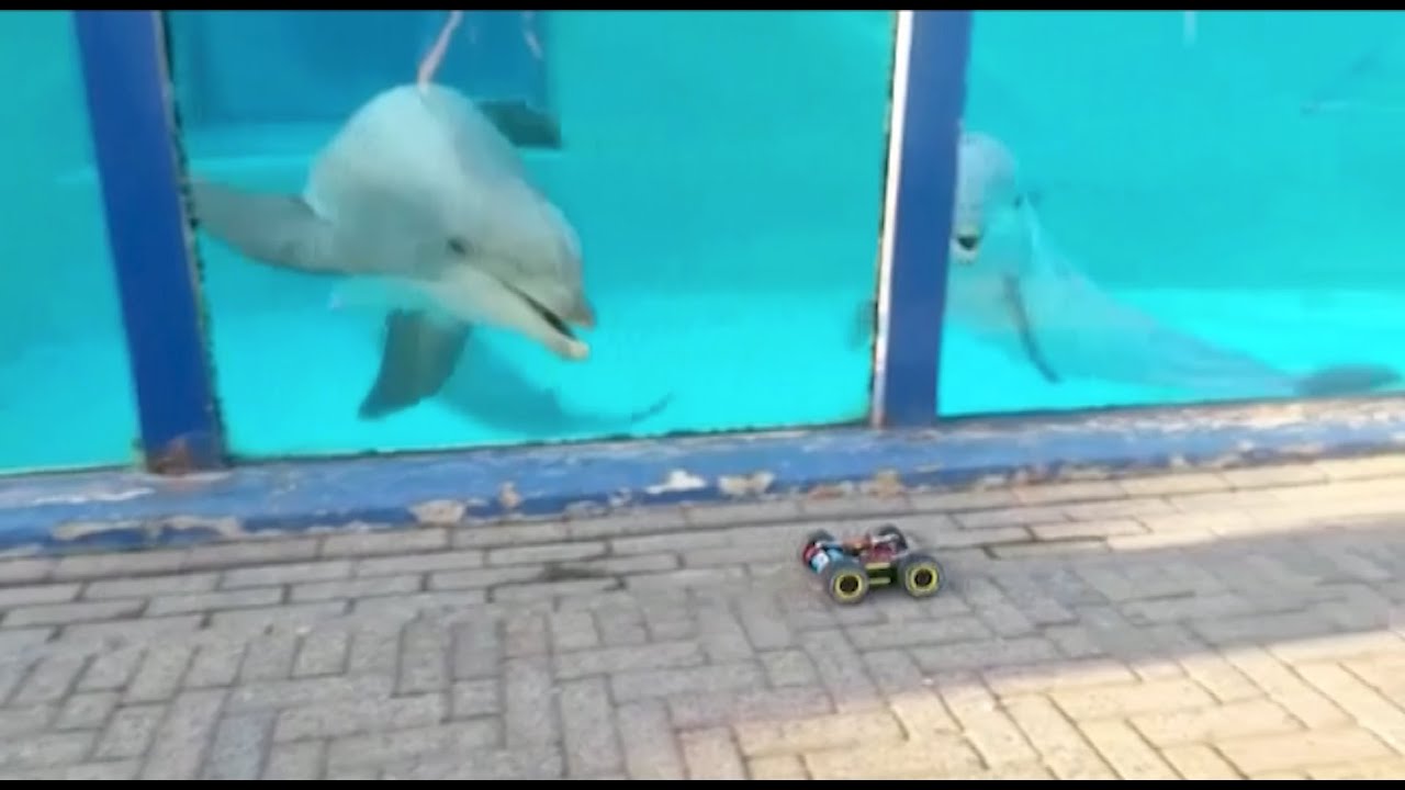 Achter de schermen - Verrijking met de dolfijnen - Dolfinarium