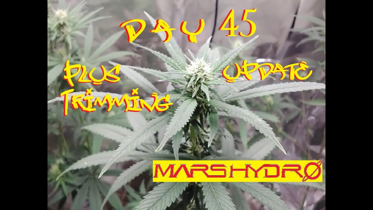buds getting big and nice weed grow cannabis update  W/ Mars Hydro GANJA GROW
