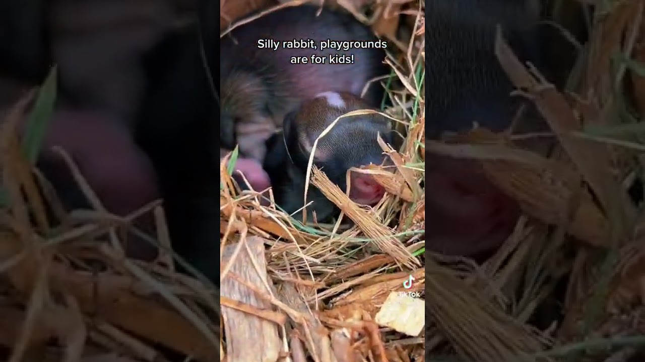 Baby bunnies 101: Never take baby bunnies from their nest! I&rsquo;m so glad we found a solution