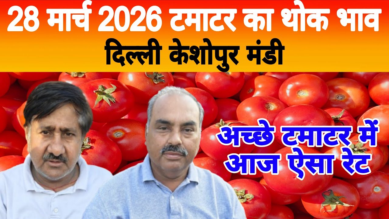 28 March 2026 Delhi 🍅 टमाटर होलसेल भाव | Keshopur Mandi | Today Tomato Rate #tamatar #tamatarmandi