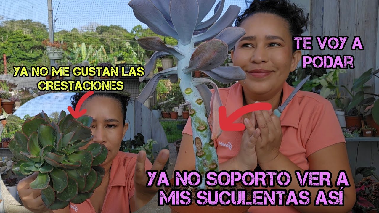 Ya no soporto ver a mis suculentas más así / Por qué mi suculenta se crestó