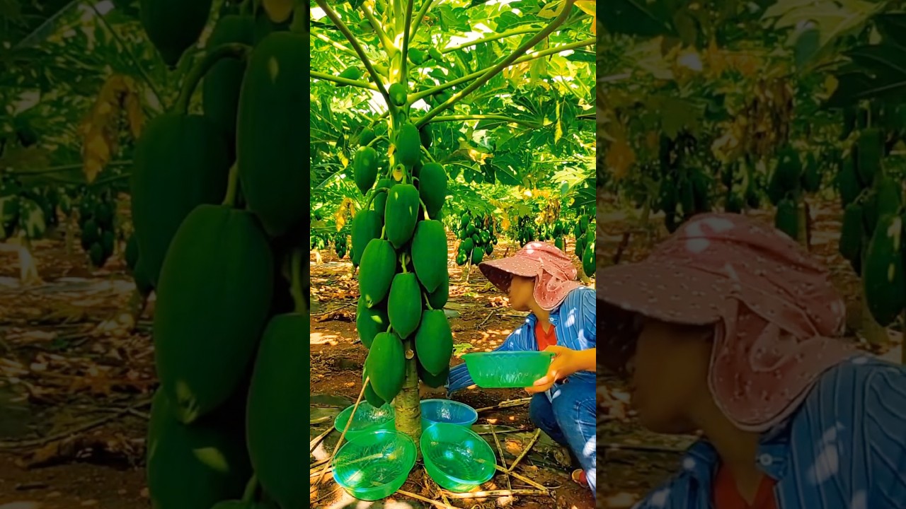 Raw Papaya Milk Extraction for Medical Use #farmingtech @HappyFarm85