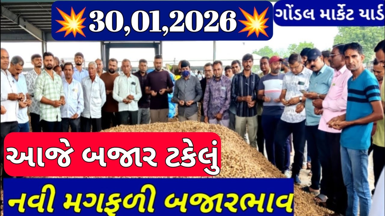 મગફળીના બજાર ભાવ / મગફળીના આજના બજાર ભાવ / નવી મગફળી ના બજાર ભાવ / 30,01,2026