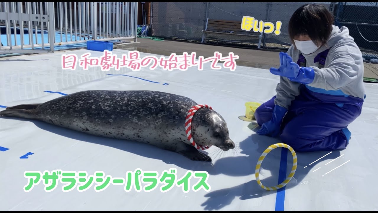 【紋別アザラシシーパラダイス】日和ちゃんの輪っか遊び（Hiyori's plays  the ring)Seals sea paradise.Agu&Hiyori