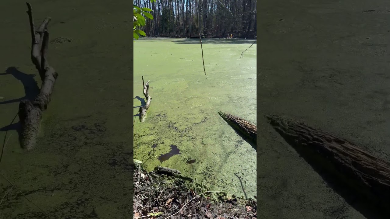 Southern water trapping&hellip;green hard shelled beavers?