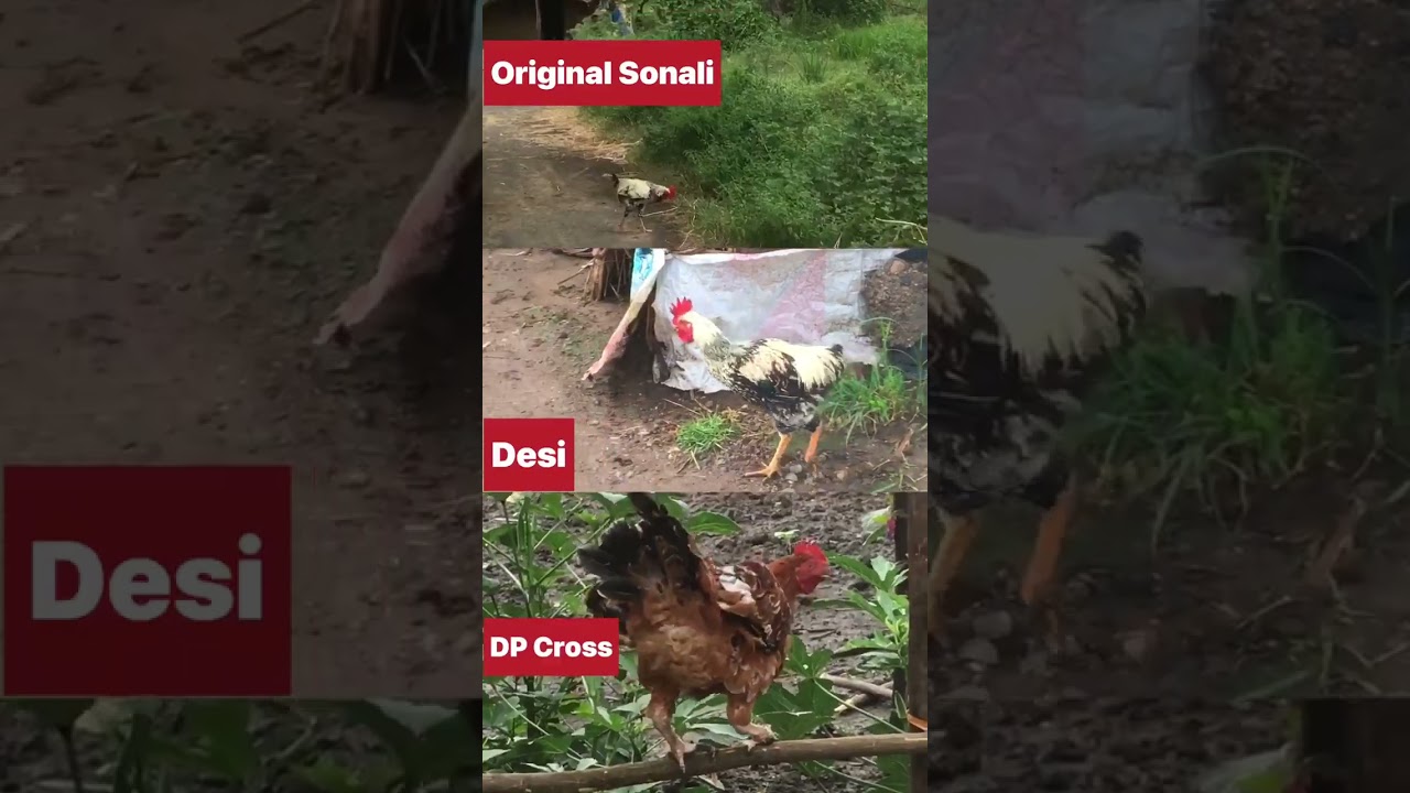 Original Sonali vs desi vs DP cross Murga 🐓 #shorts #farming #poultry #desipoultryfarm #chicken