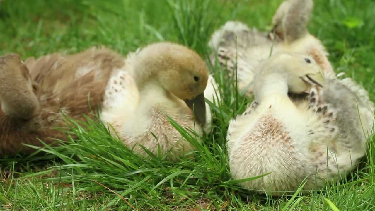 First Month of Raising Welsh Harlequin Ducks